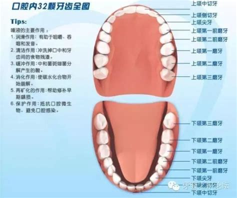 牙齒的功能|人類牙齒